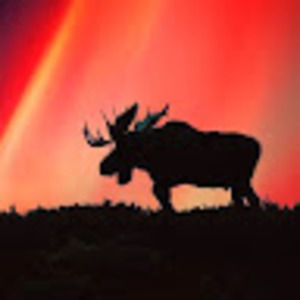 Meet your Posher, Sandy